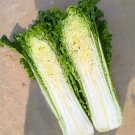 Fresh Jinkang 75 Chinese Cabbage Seeds