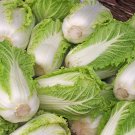 Fresh Fengkang 90 Chinese Cabbage Seeds