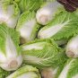 Fresh Fengkang 90 Chinese Cabbage Seeds