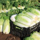 Fresh Fengkang 80 Chinese Cabbage Seeds