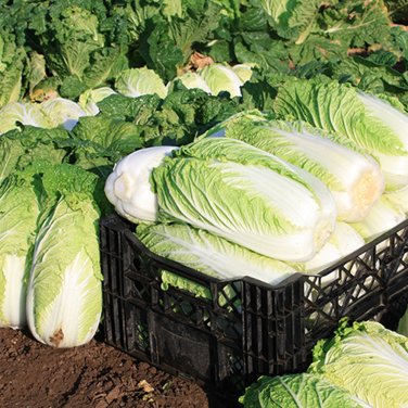 Fresh Fengkang 80 Chinese Cabbage Seeds