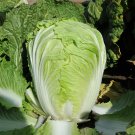 Fresh Fengkang 70 Chinese Cabbage Seeds