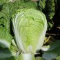 Fresh Fengkang 70 Chinese Cabbage Seeds