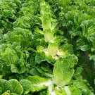Fresh Maye Hot Pot Chinese Cabbage Seeds: Early Maturity Sweet and Crisp Taste