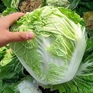 Fresh Delicious Compact head Chinese Cabbage Seeds