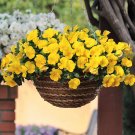 Fresh Bingo Series Yellow Pansy F1 Seeds | Early Maturing and Heat Resistant Blooms