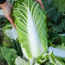 Fresh Shiny Green No.3 Chinese Cabbage Seeds