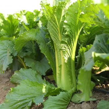 Fresh Tianjin Green Napa Cabbage Seeds