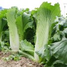 Fresh Tianjin Qingmaye Chinese Cabbage Seeds