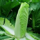 Fresh Taiyuan Erqing Chinese cabbage Seeds