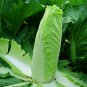 Fresh Taiyuan Erqing Chinese cabbage Seeds