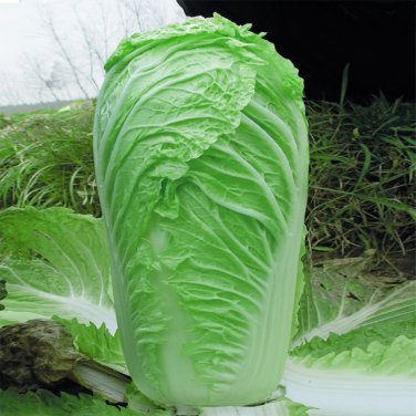 Fresh Gaokang 78 Chinese Cabbage Seeds