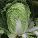 Fresh Beijing New No.3 Cabbage Seeds
