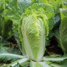 Fresh Early maturing No.5 Chinese Cabbage Seeds