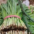 Fresh ZHIQU Purple rooted Chinese Chives Seeds