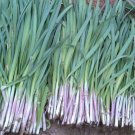Fresh HUAJUN Purple rooted Chinese Chives Seeds
