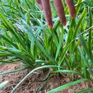 Fresh Purple rooted Chinese Chives Seeds: A Unique Flavorful Variety