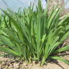 Fresh HUAJUN 791 Series Chinese Chives Seeds