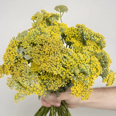 Fresh Yellow Achillea Millefolium Seeds Hardy Perennial Yarrow for Vibrant Gardens