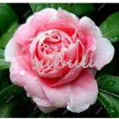 Fresh Super Rare Garden Balsam Double Impatiens Flower Seeds