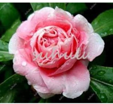Fresh Super Rare Garden Balsam Double Impatiens Flower Seeds