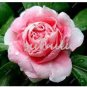 Fresh Super Rare Garden Balsam Double Impatiens Flower Seeds