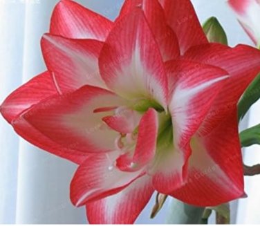 Fresh Amaryllis Bulbs True Hippeastrum Bulbs