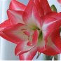 Fresh Amaryllis Bulbs True Hippeastrum Bulbs