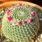 Fresh Echinopsis tubiflora Seeds