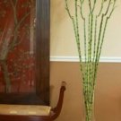 Fresh Lucky Bamboo Choose Potted Seed Variety Complete Dracaena (Color: 1)