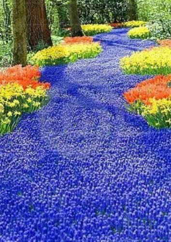 Fresh Creeping Thyme or Multi Color Rock CRESS .Perennial Flower Ground Cover Flower Seeds