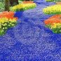 Fresh Creeping Thyme or Multi Color Rock CRESS .Perennial Flower Ground Cover Flower Seeds
