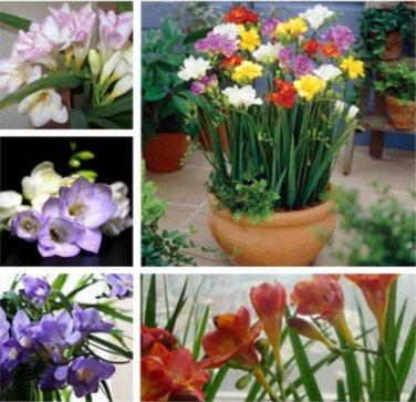 Fresh Ture Freesia Bulbs Mixed