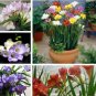 Fresh Ture Freesia Bulbs Mixed