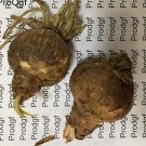 Fresh Adult Amaryllis Bulbs Hippeastrum Flower Bulb