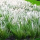 Fresh Mexican Grass Rare Stipa tenuissima Elegant Ornamental Grass Seeds