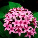 Fresh Lanceolata Flower Seeds Starry Flowers Seed Purify Indoor Outdoor