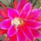 Fresh Epiphyllum Seed Nightblooming Cereus Home Garden Flower Plants