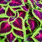 Fresh Janpanse Seed Coleus Rainbow Dragon Seed Foliage Plant