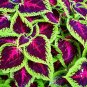 Fresh Janpanse Seed Coleus Rainbow Dragon Seed Foliage Plant