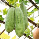 Fresh Tasty Loofah Organic Seed Outdoor Perennial Sponge Gourd