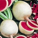 Fresh  Watermelon Red Radish Seeds healthful Home Garden Vegetable