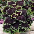 Fresh Colored Grass Indoor Potted Seed Plant Coleus Blumei