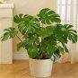 Fresh Perennial Seed philodendron Tree Flores Perennial Potted Air Purification