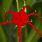 Fresh Spider Lily and Lily Fragrance s Seed Leaves Color Always Green Flowers