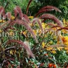 Fresh Half hardy Perennial Fountain Grass Pennisetum Setaceum Fireworks (Color: 1) Seeds