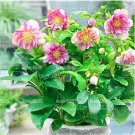 Fresh Helleborus niger Seed Flowers Christmas Rose Flower