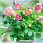 Fresh Helleborus niger Seed Flowers Christmas Rose Flower