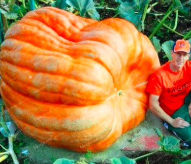 Fresh Pumpkin Seed Vegetable Seed Large U.S. Super Giant Pumpkin