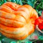 Fresh Pumpkin Seed Vegetable Seed Large U.S. Super Giant Pumpkin